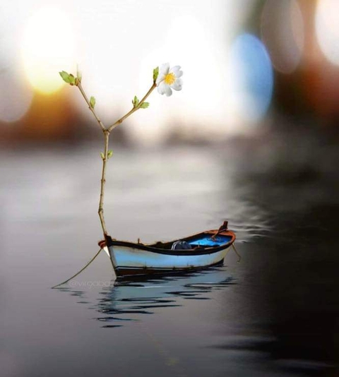 tapety sunlight, twig