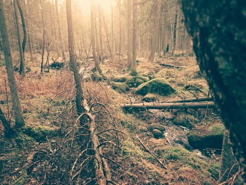 Forest
