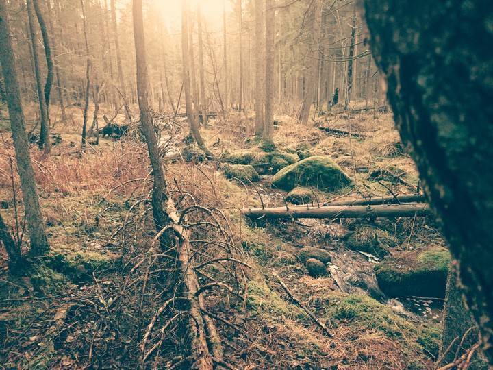 Forest