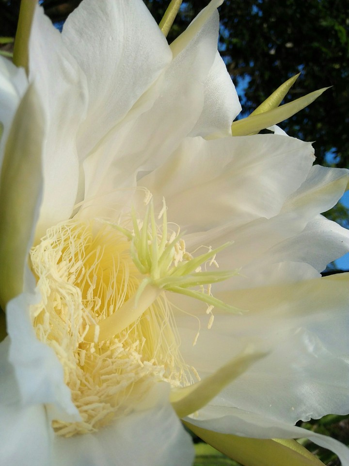 dragon flower