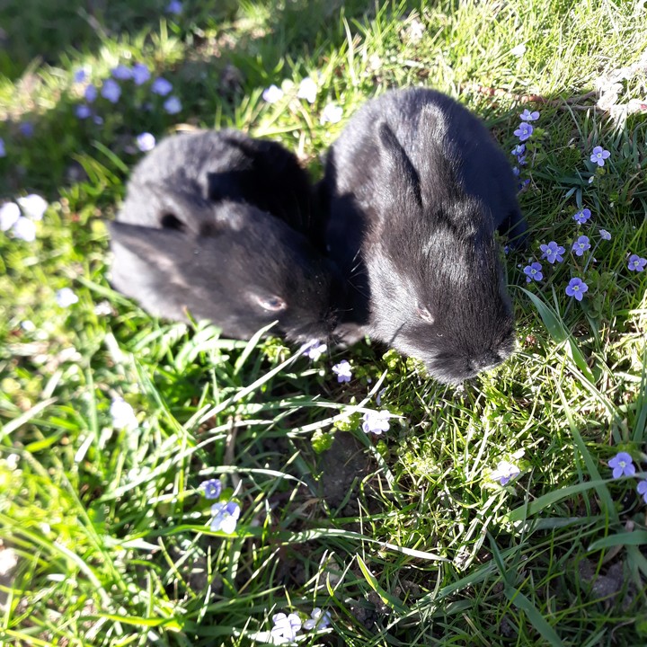rabbit