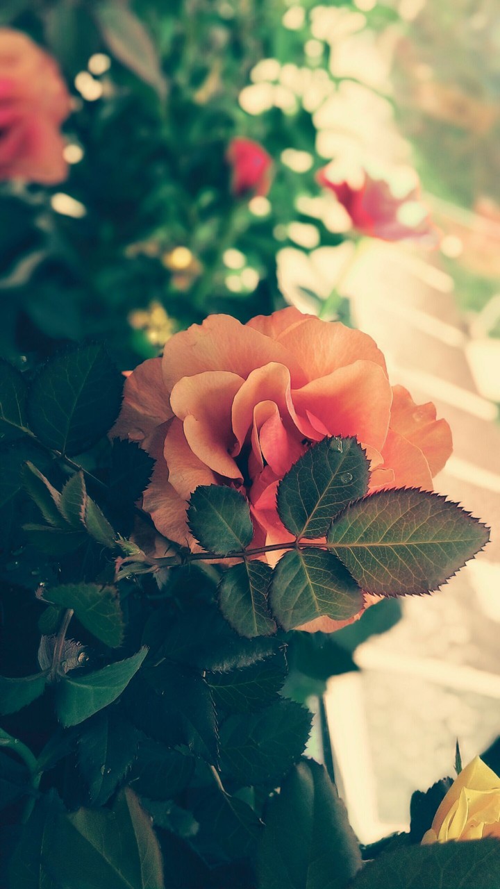 shy rose