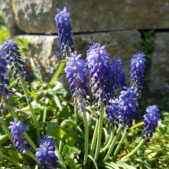 Blume