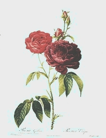 rose