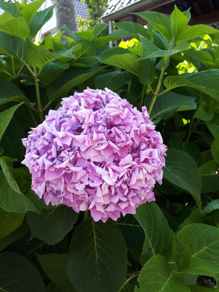 Pink hydrangea