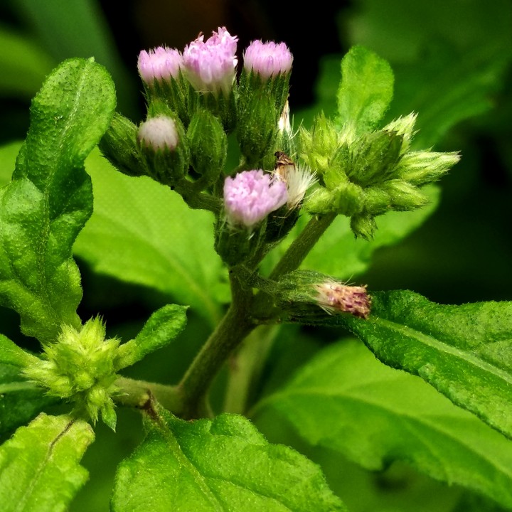 #Emillia_sonchifolia #plant #nature