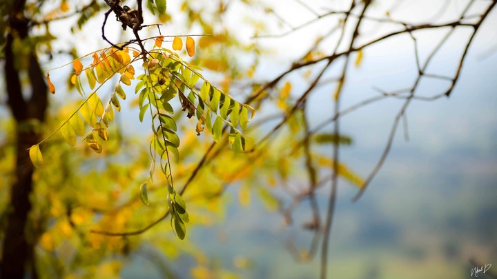 The Tree