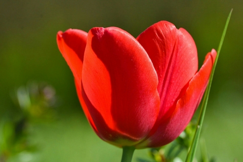 Tulpen