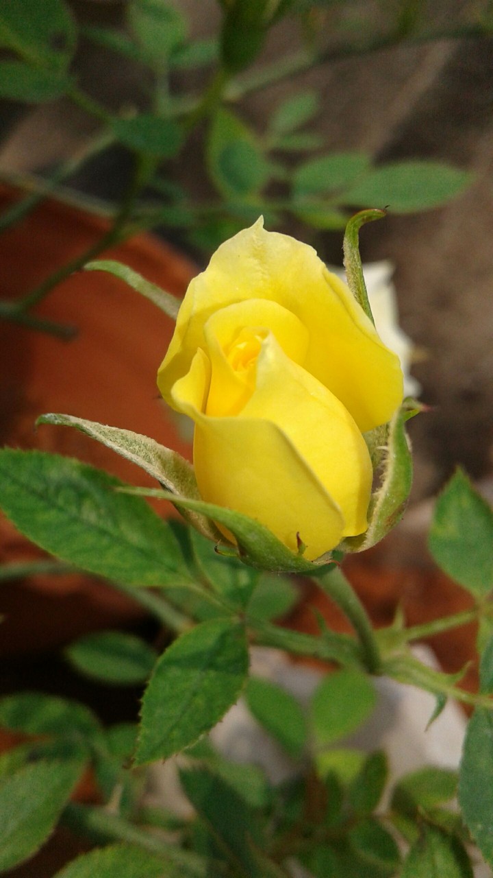 roses