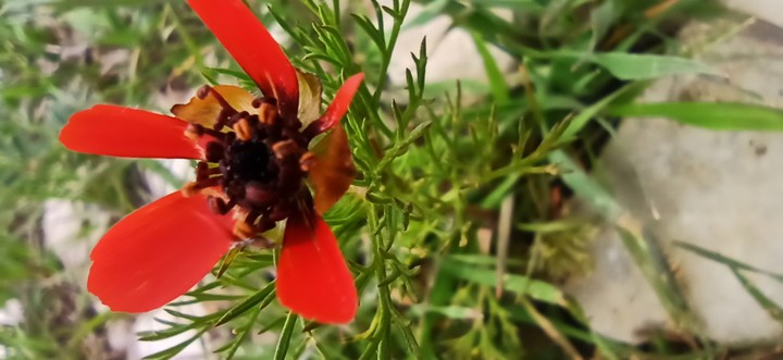 garden flower