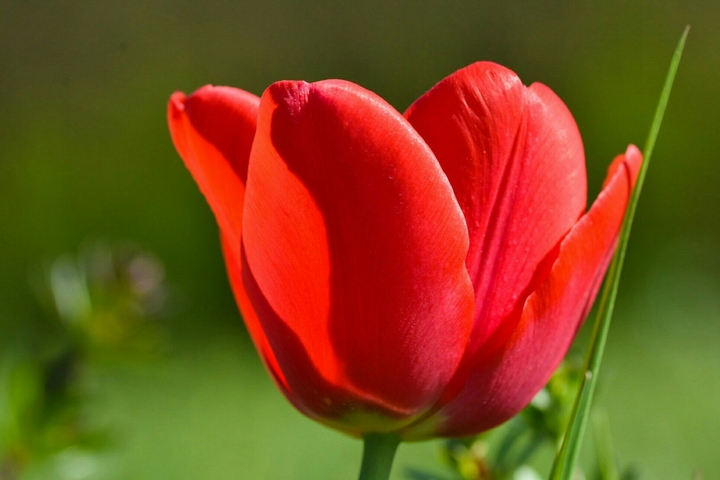 Tulpen