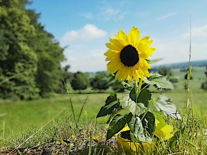 Sonnenblume