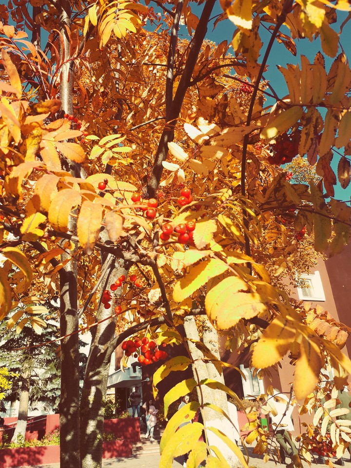 Sorbus