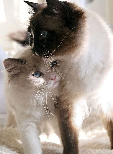 love cat