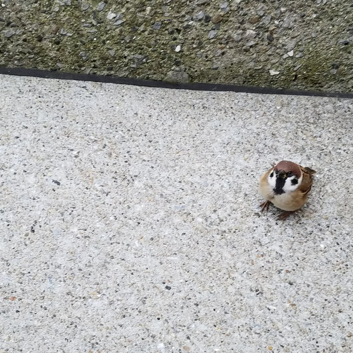 雀