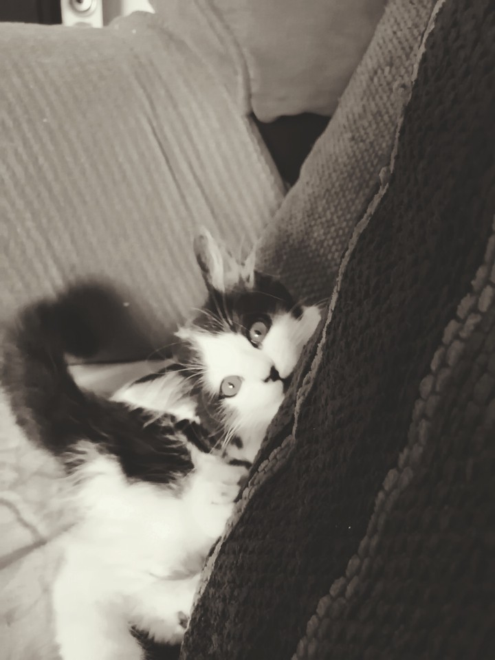 chaton