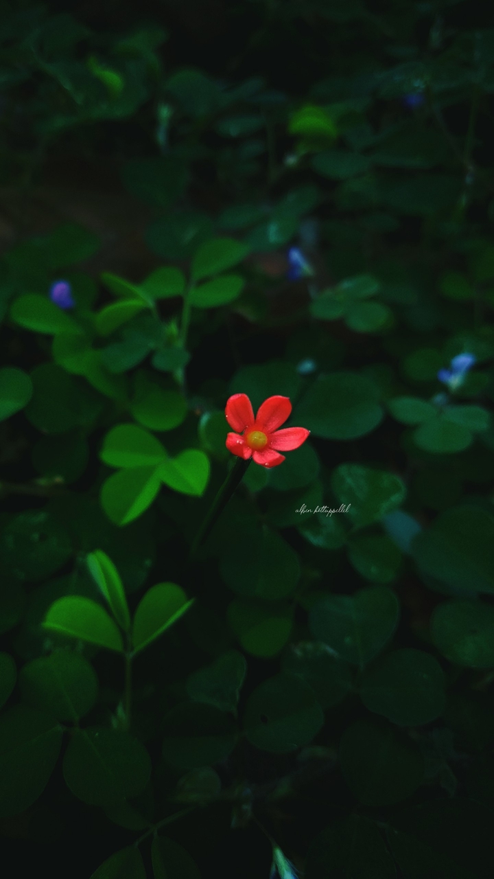 Wild Beauty