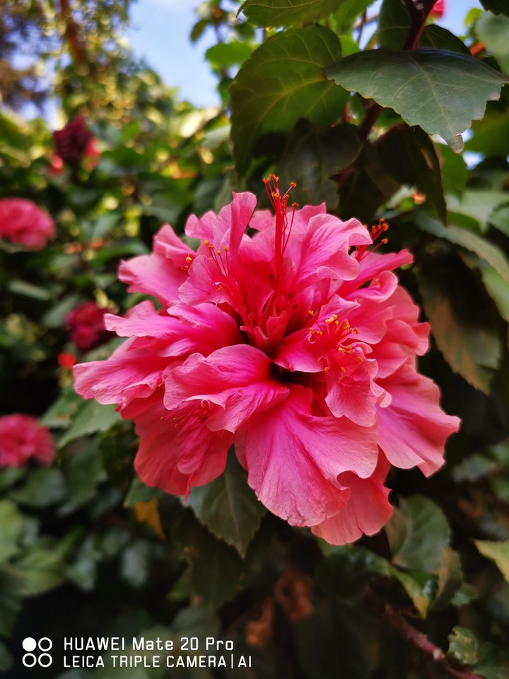 Fleur