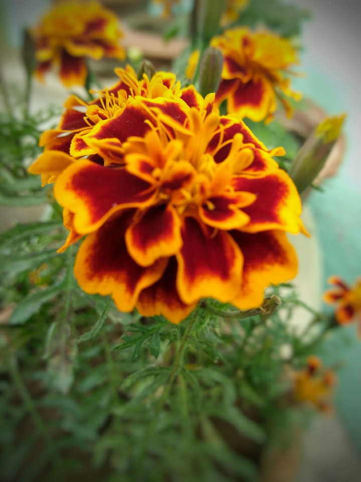 Blurring Gold