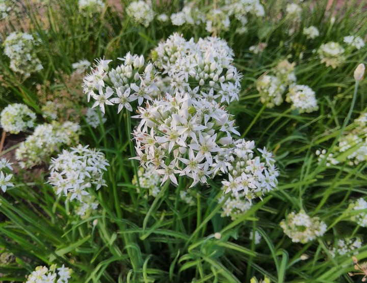 flowers grass