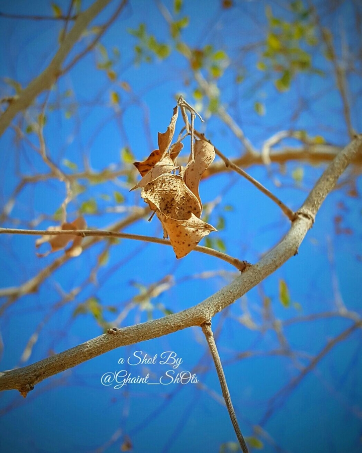 tree @Ghaint_ShOts