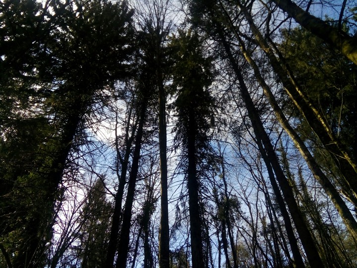 Forêt Haute-Savoie