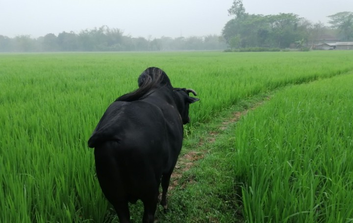bull in farm