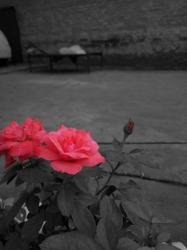 rose