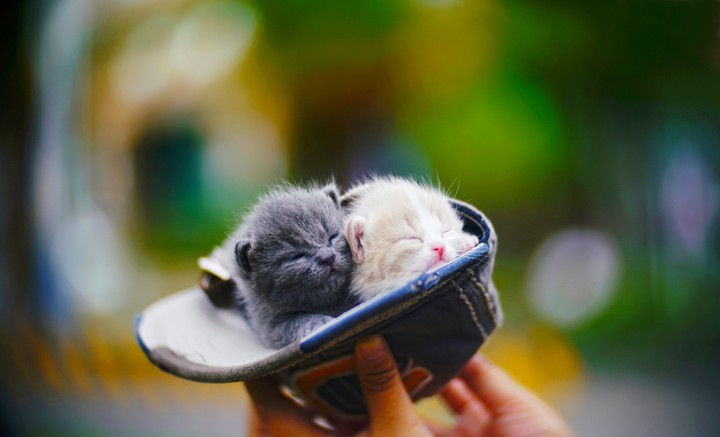 cute kittens