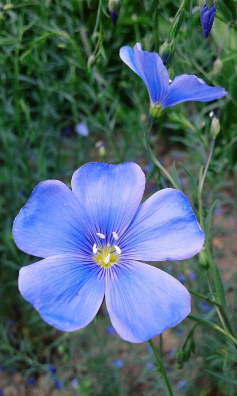 Blue flowers