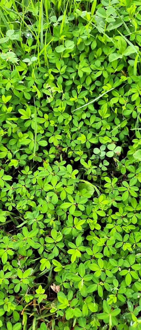 groundcover, green Hintergrundbilder