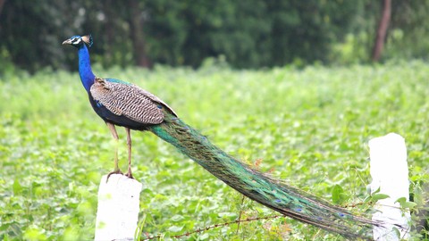 peacock