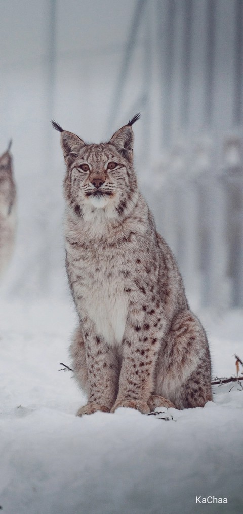 Animal...
