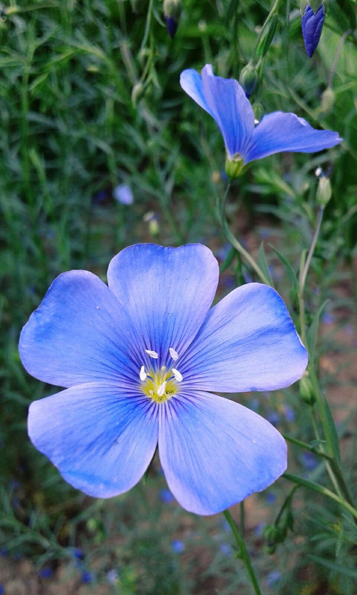 Blue flowers