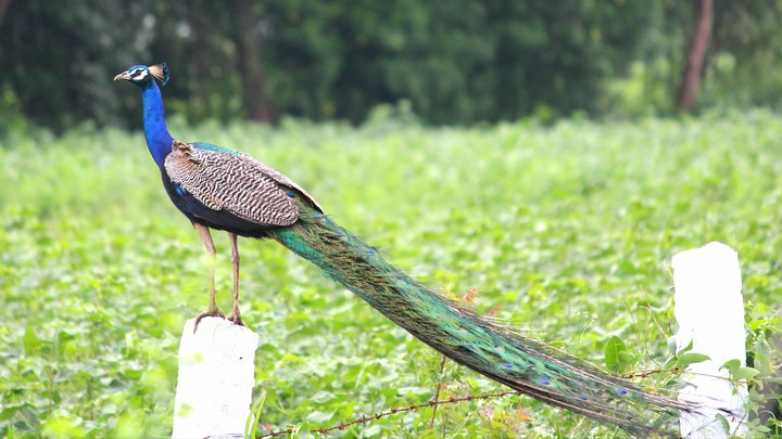 peacock