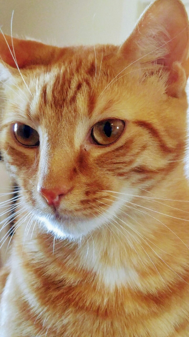 Jethro