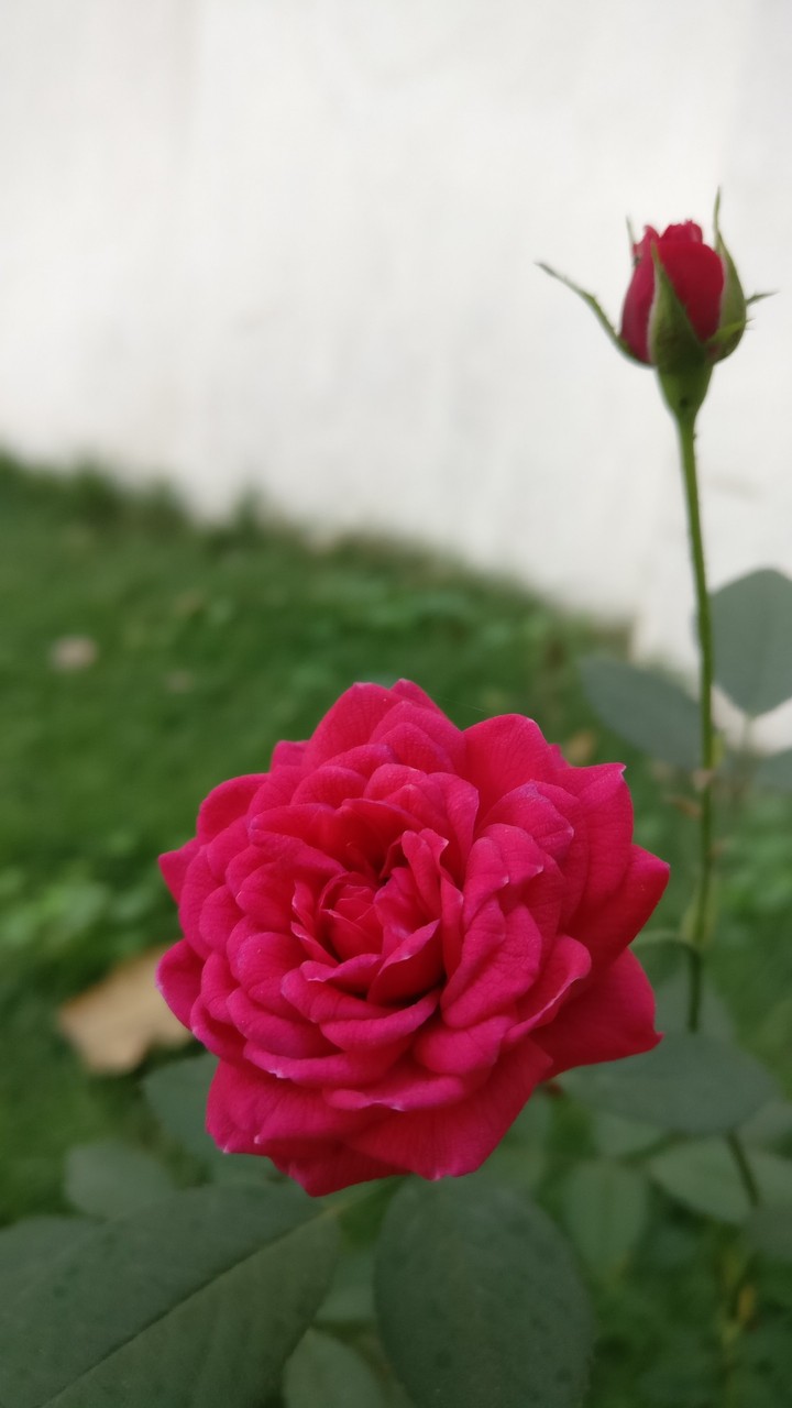 #mobile click