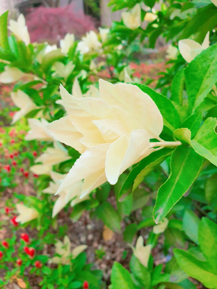 flower