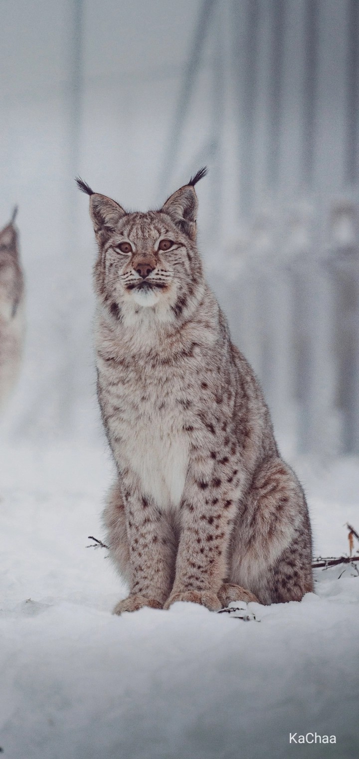 Animal...