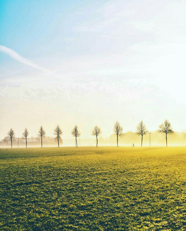Trees