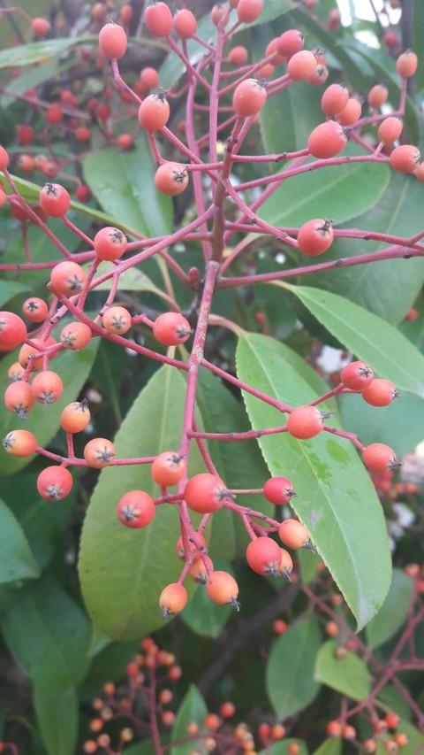 autumun