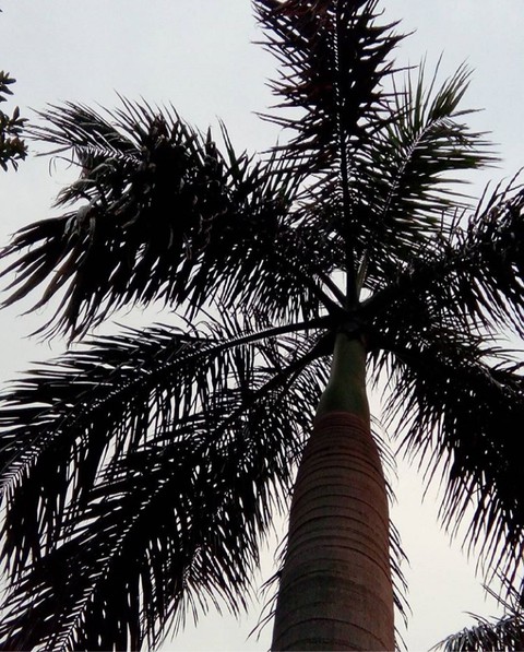 Evening Shades