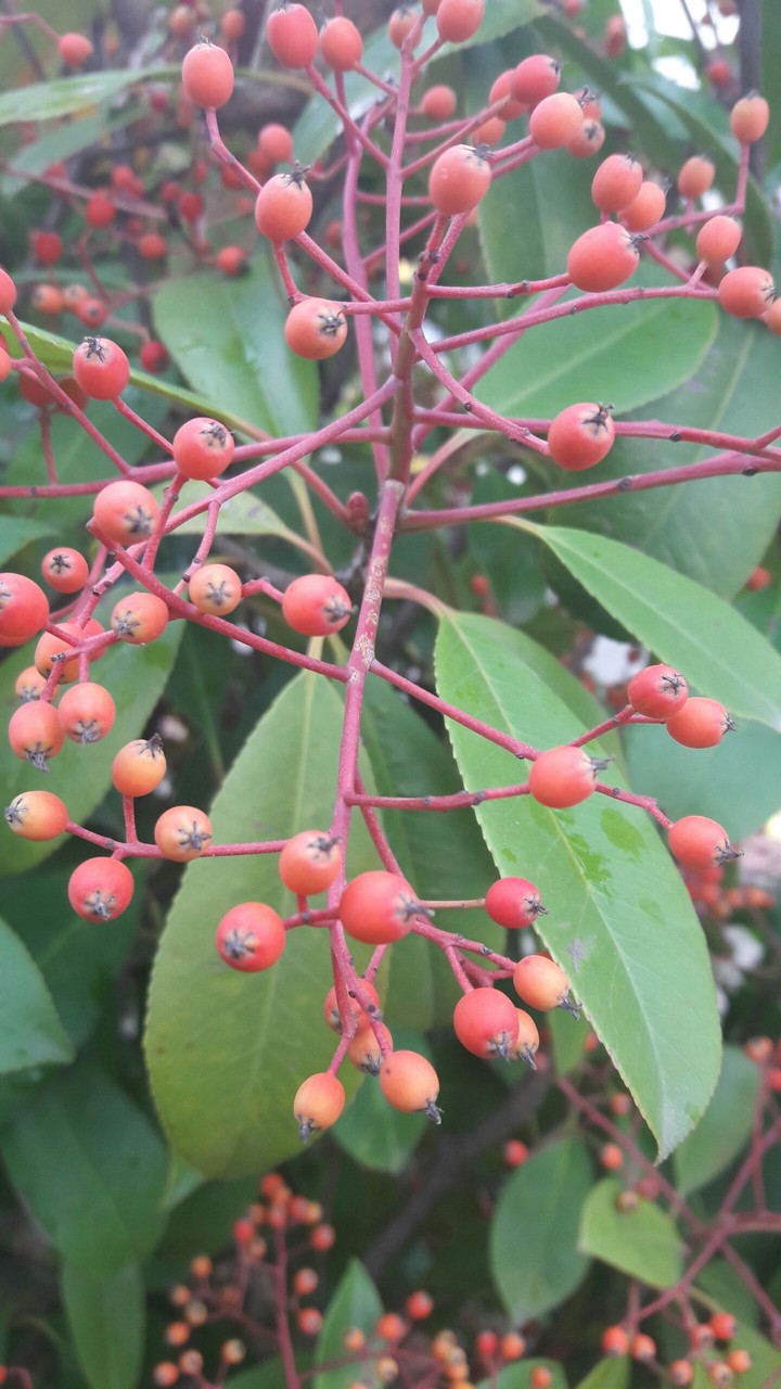 autumun