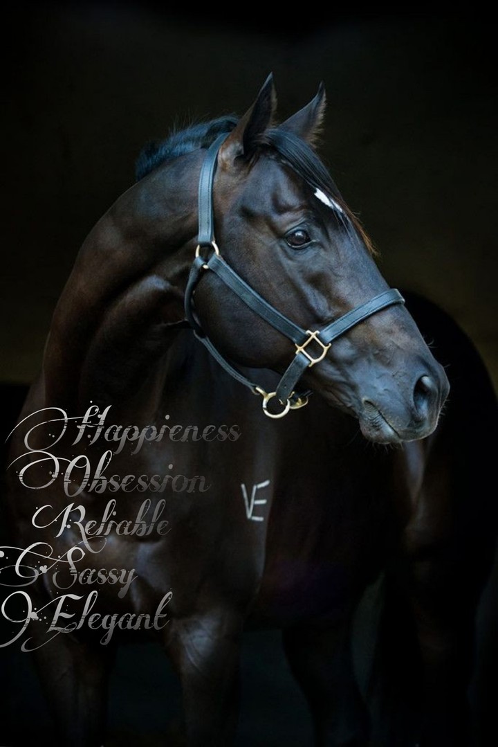 Beautiful horse