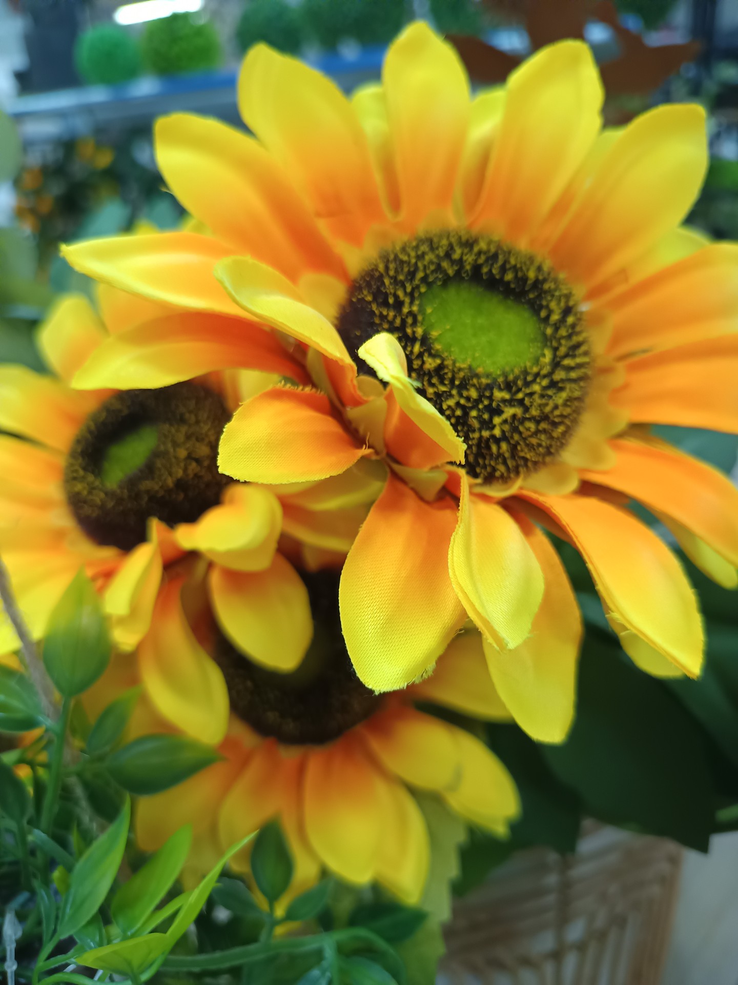 Girasole