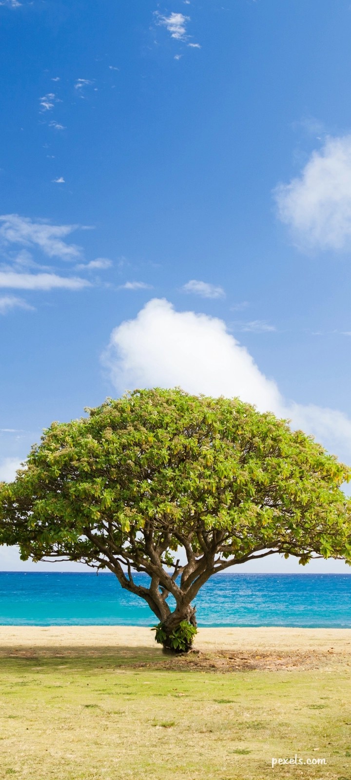 Trees
