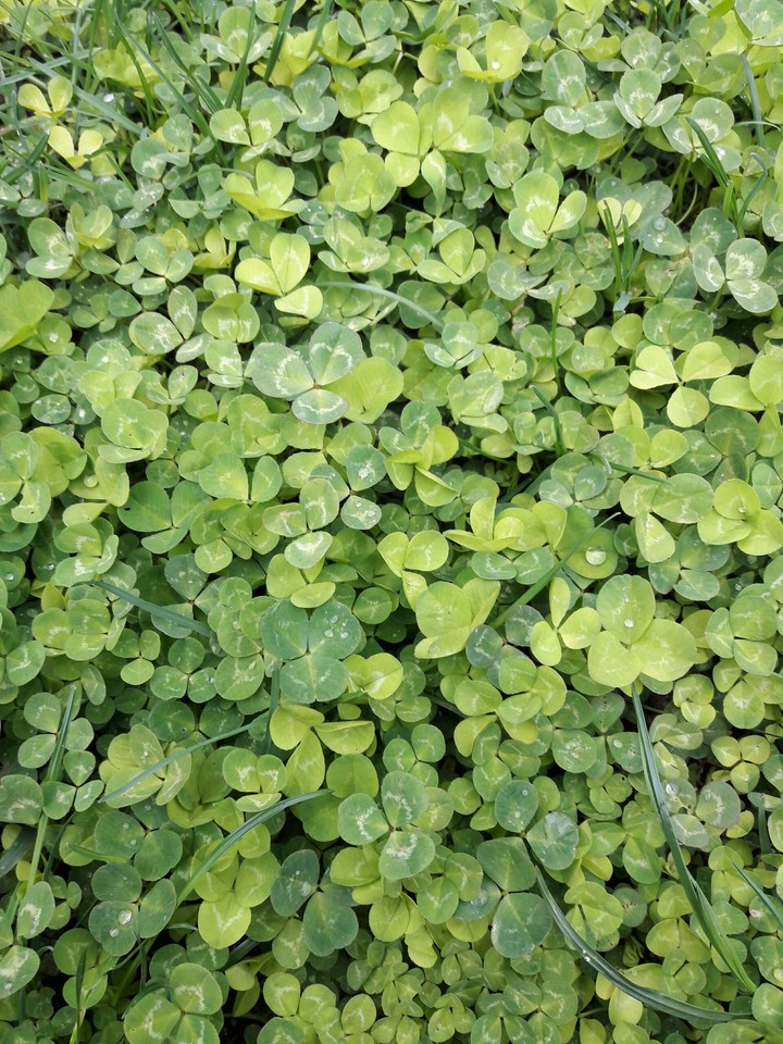 Clovers