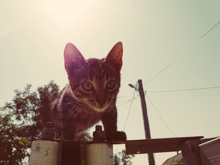cat