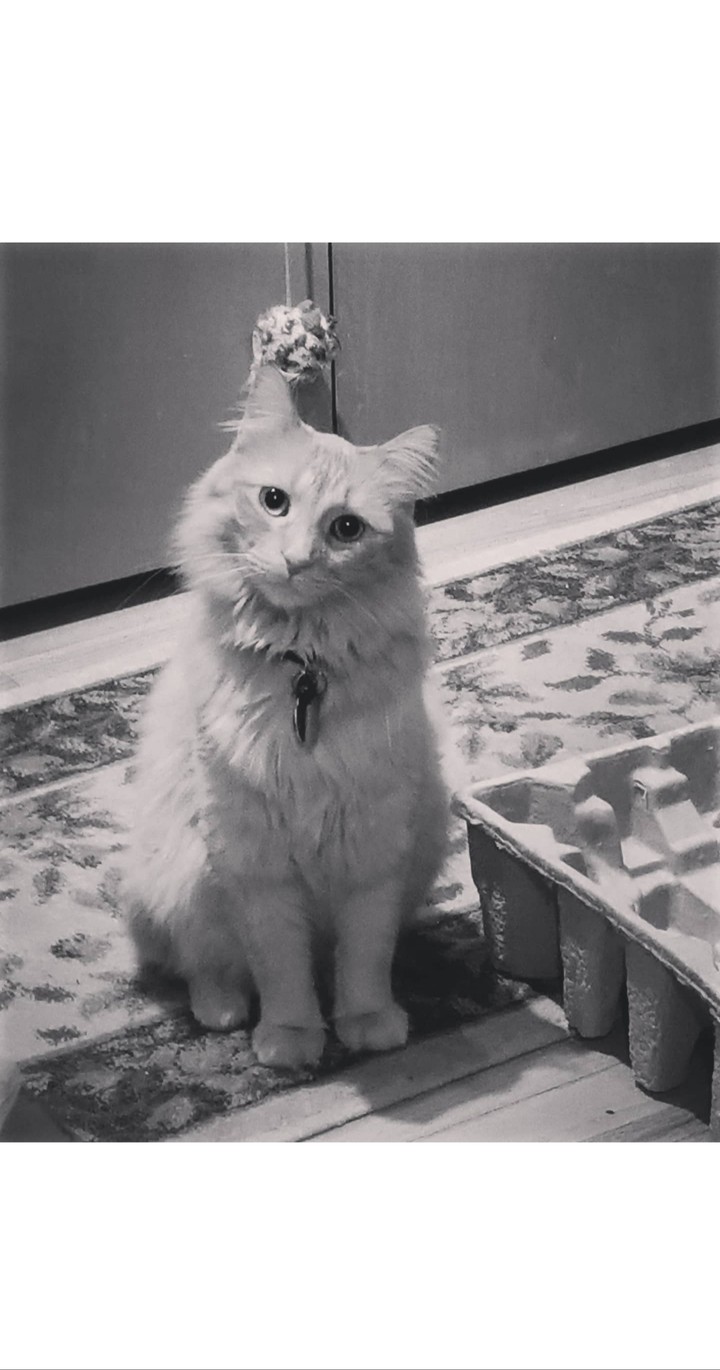 Mr. Handsome