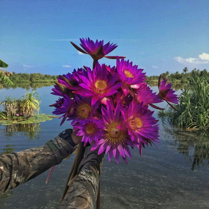 flowers